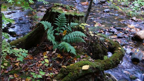 Mill Brook2 Mill Brook2