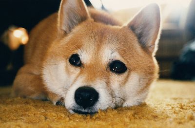 Nellie28aa Nellie28aa