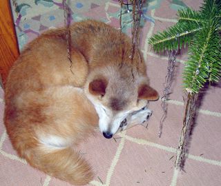 Nellundertree Nellundertree