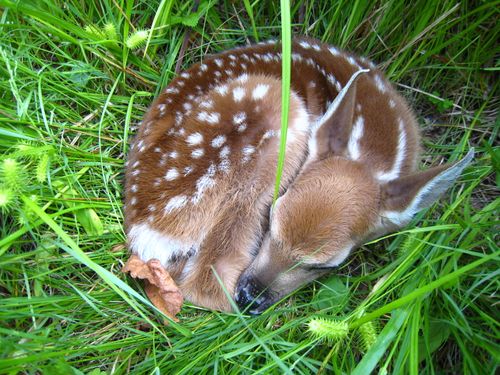 Babydeer