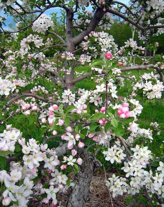 Appleblossoms